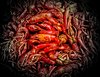 Crawfish