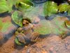 Frog in water