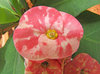 Cactus Flower