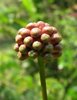 Flower buds