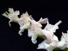 Gladiolus