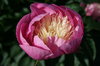 Peony