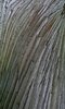 Bark