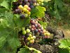 Grape
