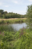 Riverside in summer