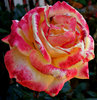 fading bloom of age