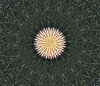 flowerburst