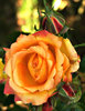 garden gold