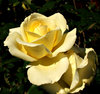 opening to the light