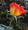rosy red
