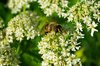 bee macro