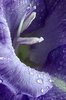 macro dew drops