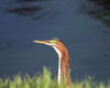Chasing a Green Heron