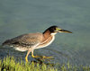 Chasing a Green Heron