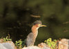 Chasing a Green Heron