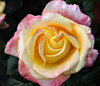 a rose by any other name