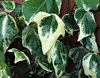 ivy creeper 2