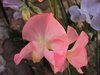 Sweet Peas