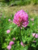 red clover close up