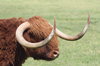 Highland Cow