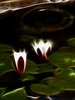If water lillies could light u