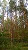 Belarusian Forest