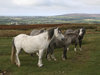 Welsh ponies