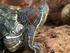 Red Eared Slider