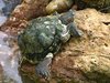 Red Eared Slider