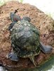 Red Eared Slider
