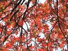 Red Foliage