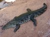 Crocodile