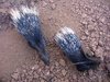 Porcupine