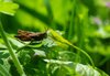 grasshopper