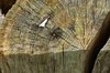 macro fly