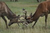 Deers play fighting