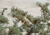 Sea-buckthorn Plants