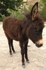 Donkey Foal