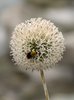 Wild Flowers