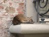 little nap