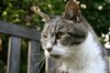 Tabby named Buddy