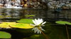 Around the Pond
