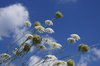 umbellifer flowers
