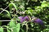 swallowtail