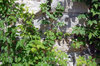 Ivy
