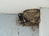 nest