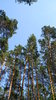 Belarusian Forest