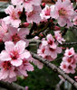 flowering plum tree
