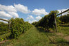 Grape Vine