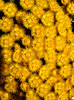 fine feathered flowers